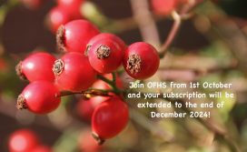 Image of red berries | Sue Honore/Angie Trueman
